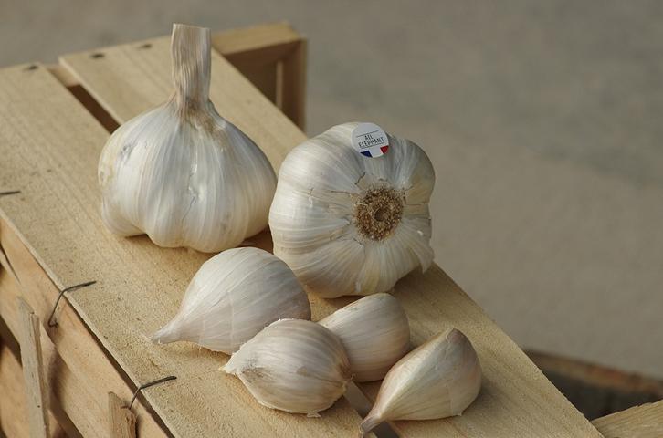 Bild "versteckt:garlic.JPG"